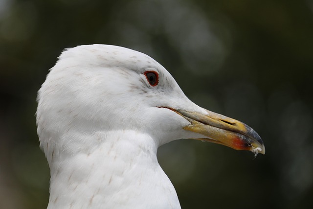 bird, wildlife, nature, animal, feather, beak, side view, wild, portrait, wing, close up, plumage, span, gull, flight, birds of prey, wild animal, coast, beach, omnivorous, attentive, curious