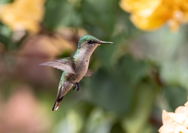 bird, ornithology, hummingbird, green hummingbird, pollination, nature, species, fauna, avian, animal, wildlife