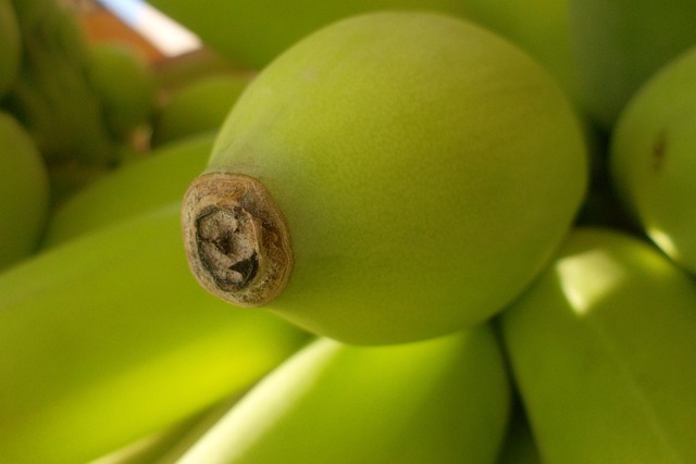 green, bananas, tip, garden, banana, banana tree, leaf, unripe banana, immature, tree, sweet banana, fruit, vitamins, food, eat, dessert, sweet dish, sweet, sugar, delicious, fruits, vegetables, healthy, nature, sunlight, white sunlight, trees, shine through, green house, plant, flora, colorful, color, vegetarian, banana leaf, leaves, banana shrub, plantane, banana plant, musa, musaceae, monocotyledons, banana style, banana stem, dessert banana, bananas musa, yellow, young, cooking bananas, banana bunch, raw, fresh, banana bread, baked, ingredient, culture, seasoning, tasty, cooking, treats, banana muffin, organic, baking, muffin, background, banana stem, banana stem, banana stem, banana stem, banana stem