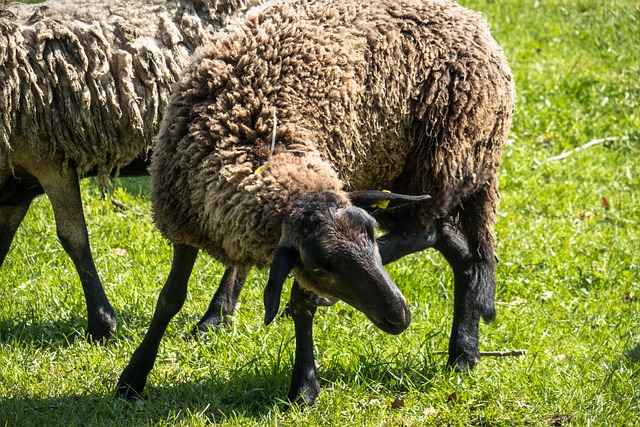 sheep, itch, scratch, nature, meadow, pasture, farm yard, agriculture, immune response, animal, cattle, farm animal